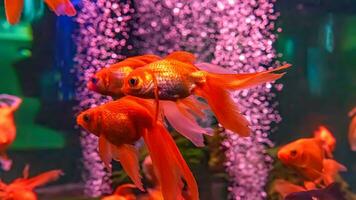 Carassius auratus or Gold fish from Asia swimming in aquarium photo