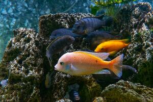 pseudotropheus cebra, rojo africano cíclidos mbuna nadando en acuario foto