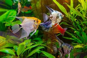 Tropical fish Pterophyllum scalare altum, angelfish swimming in aquarium with green seaweed. photo