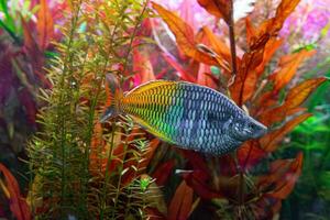 boeseman pez arcoiris, melanotaenia boesmani nadando en acuario agua con verde algas foto