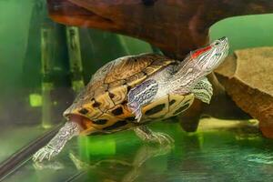 Doméstico rojo orejas tortuga, traquemias guión, estanque control deslizante nada en acuario agua foto