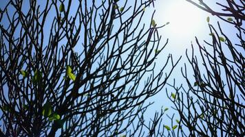 caminando Mira arriba ver de otoño invierno bosque a puesta de sol sin hojas sin vida arboles ramas salvaje cielo malvado en el parque. video