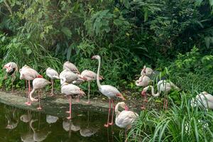 A flock of flamingos relax in a pond at the zoo. photo