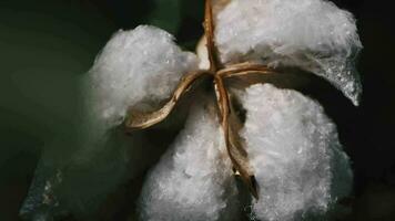 cotone germoglio su buio sfondo avvicinamento video