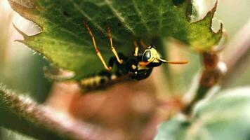 vespa poliniza uma verde plantar video