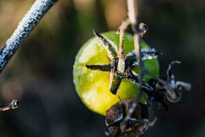 tarde otoño Tomates izquierda en apuestas tomado por invierno heladas foto