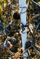 tarde otoño Tomates izquierda en apuestas tomado por invierno heladas foto