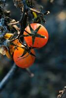 Late autumn tomatoes left on stakes taken by winter frosts photo