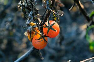 Late autumn tomatoes left on stakes taken by winter frosts photo