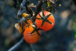 Late autumn tomatoes left on stakes taken by winter frosts photo