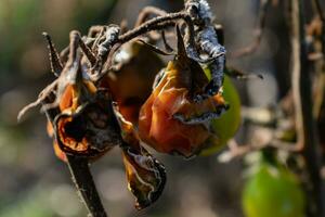 Late autumn tomatoes left on stakes taken by winter frosts photo