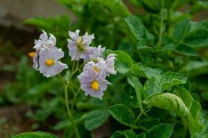 Potato flowers and leaves, potatoes grown above ground, malum terrae photo