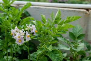 Potato flowers and leaves, potatoes grown above ground, malum terrae photo