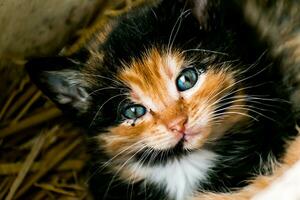 Cute calico kitten with blue eyes looking at the camera, litter of three kittens in the straw on a farm photo