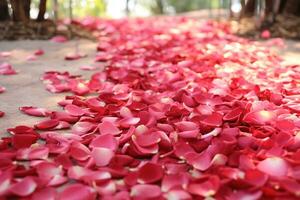 ai generado al aire libre flor antecedentes foto