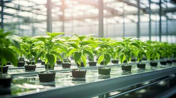 ai generado Fresco orgánico planta crecimiento en moderno invernadero tecnología ai generado foto