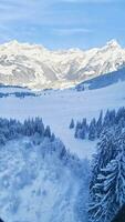 gratis foto pino arboles cubierto por nieve en montaña hermosa invierno paisajes de montañas