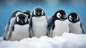 AI generated A group of penguins standing in the snow, showcasing their black and white feathers and huddling together for warmth. Generative AI photo