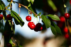 Sour cherry and cherries. Fruit and vegetables. Plant and plants. photo