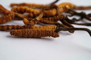 Cordyceps sinensis or Ophiocordyceps sinensis isolated on white background, mushroom herb treatment medicine. photo