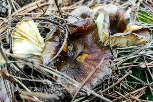 Hygrophorus hypothejus mushroom close-up. photo