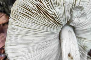 Pluteus ephebeus mushroom close-up. photo