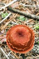 Mushroom with a brown cap lactarius close-up. photo