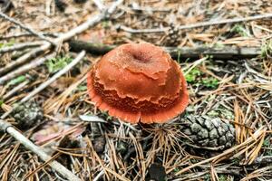 Mushroom with a brown cap lactarius close-up. photo