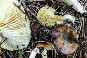 Hygrophorus hypothejus mushroom close-up. photo