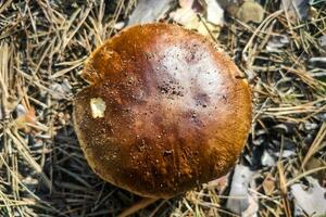 el grande seta boleto edulis crece en un conífero bosque. foto