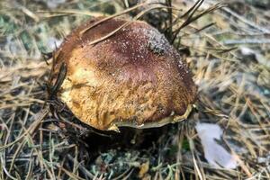 el grande seta boleto edulis crece en un conífero bosque. foto