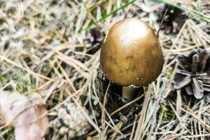 The poisonous mushroom Amanita pantherina panther grows in the autumn forest. photo