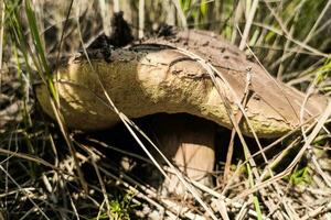 el grande seta boleto edulis crece en un conífero bosque. foto