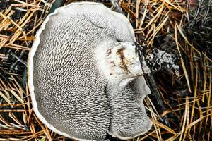 Sarcodon Imbricatus mushroom close-up. photo