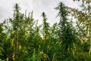 Close-up green cannabis plant with leaves. photo