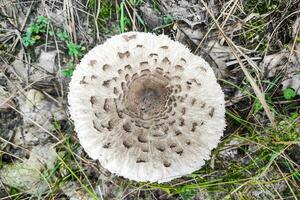 seta macrolepiota procera de cerca. foto