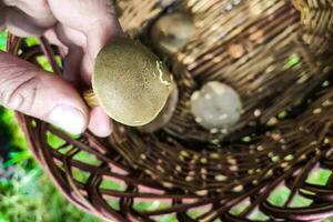 Close-up of a mushroom picker's hands holding a Xerocomus mushroom. photo