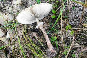 seta macrolepiota procera de cerca. foto