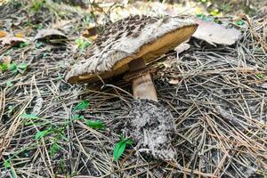 Poisonous Chlorophyllum molybdites close-up. photo