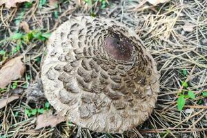 Poisonous Chlorophyllum molybdites close-up photo