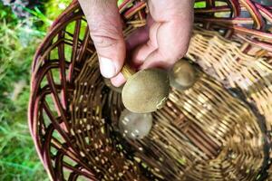 Close-up of a mushroom picker's hands holding a Xerocomus mushroom. photo