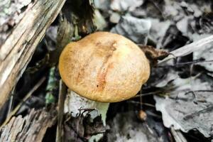 L. aurantiacum on the background of dry linden leaves, mushroom harvest. photo