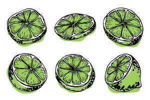 vector Lima clipart. mano dibujado agrios colocar. Fruta ilustración. para imprimir, web, diseño, decoración