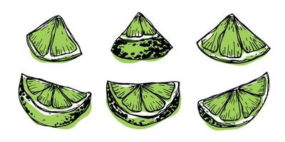 Vector lime clipart. Hand drawn citrus set. Fruit illustration. For print, web, design, decor