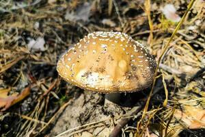 el venenoso seta amanita pantherina pantera crece en el otoño bosque. foto