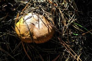 Suillus growing on grass in coniferous forest, mushroom harvest photo