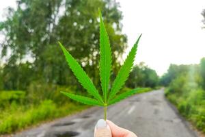 Close-up green cannabis plant with leaves. photo