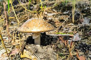 The poisonous mushroom Amanita pantherina panther grows in the autumn forest. photo