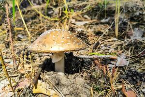 el venenoso seta amanita pantherina pantera crece en el otoño bosque. foto