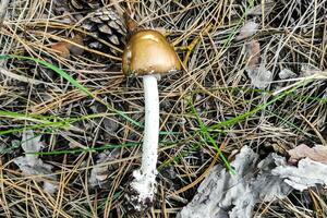 The poisonous mushroom Amanita pantherina panther grows in the autumn forest. photo